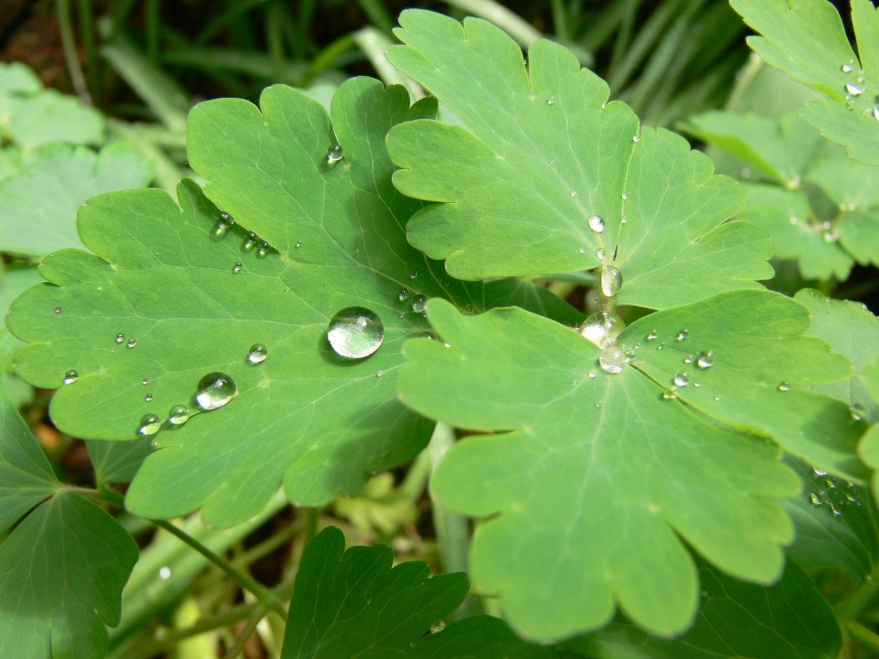 Wallpapers Nature Leaves - Foliage 