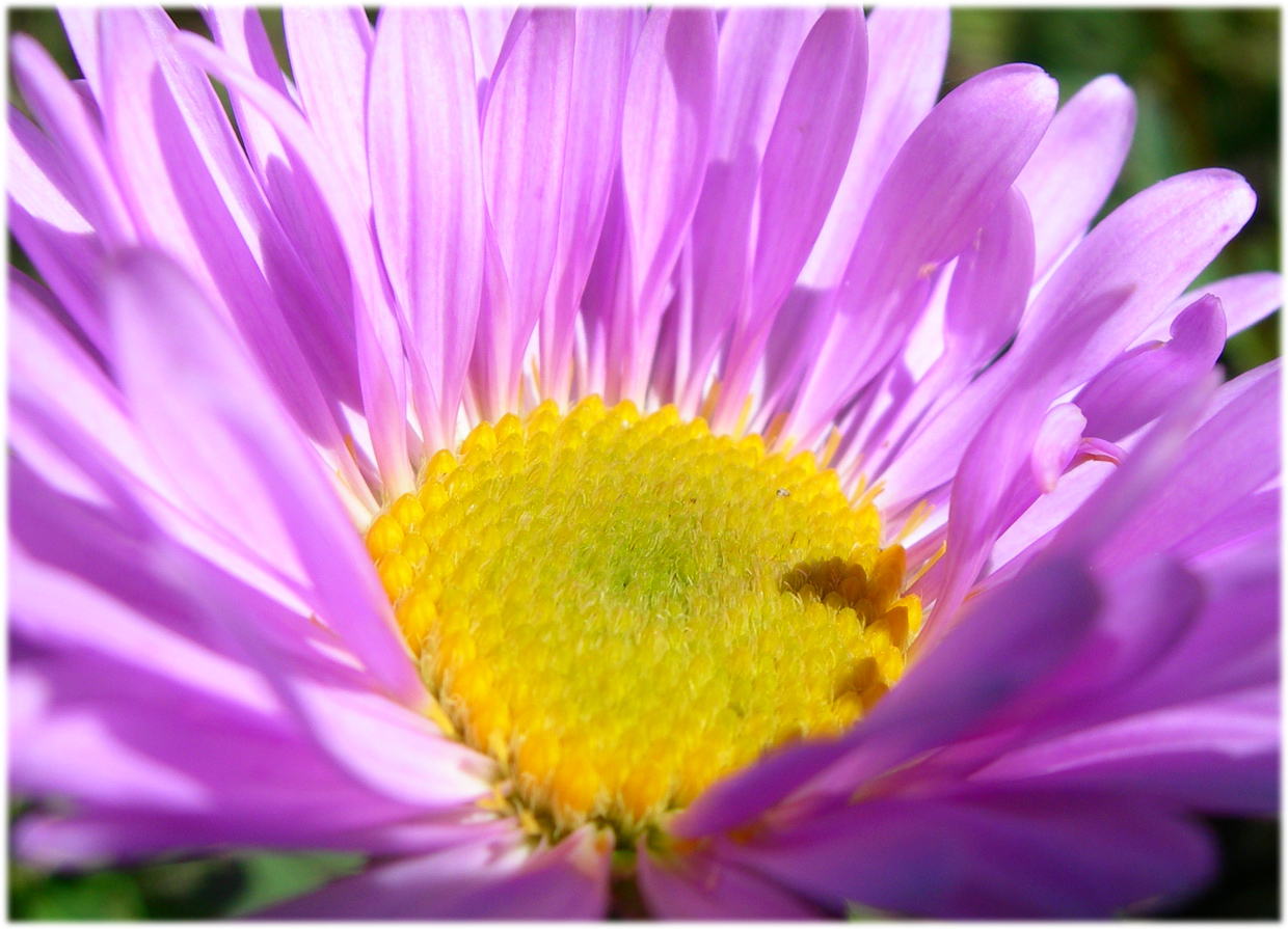 Wallpapers Nature Flowers asters