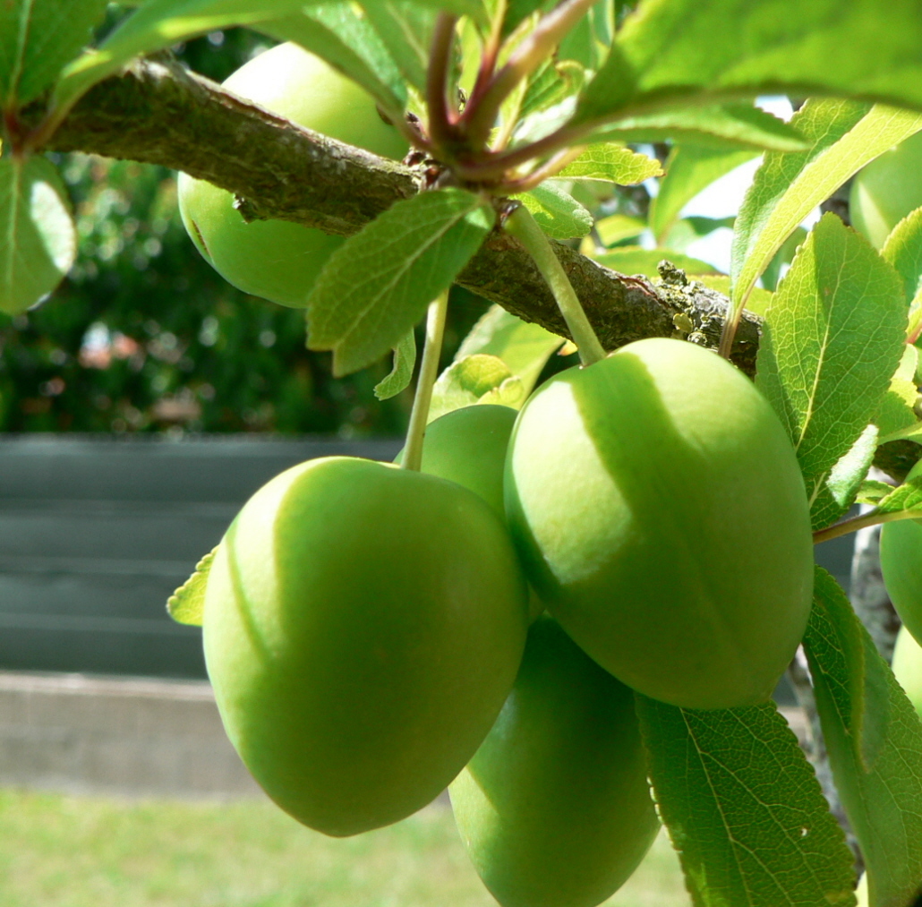 Fonds d'cran Nature Fruits 