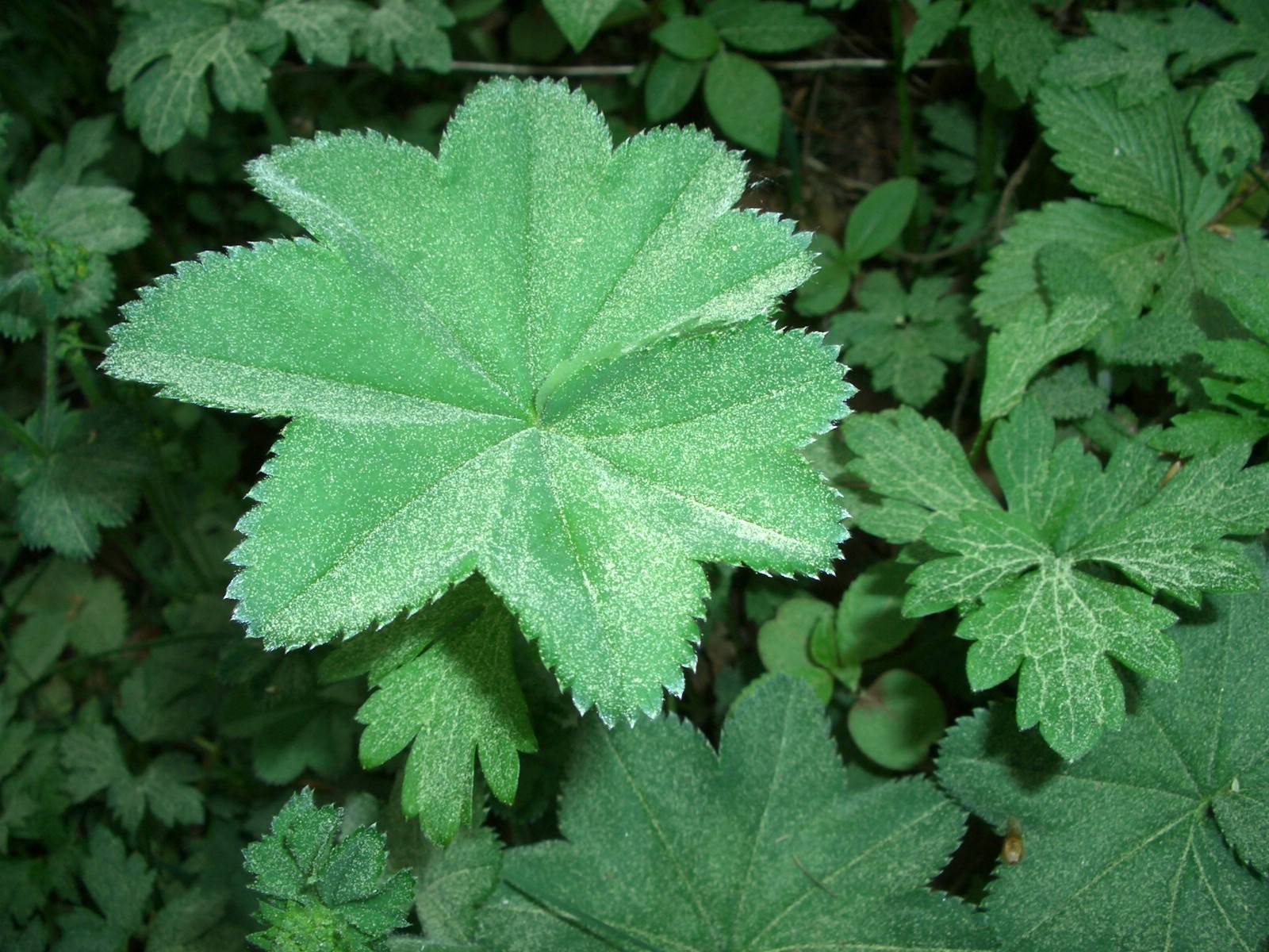 Fonds d'cran Nature Feuilles - Feuillages 