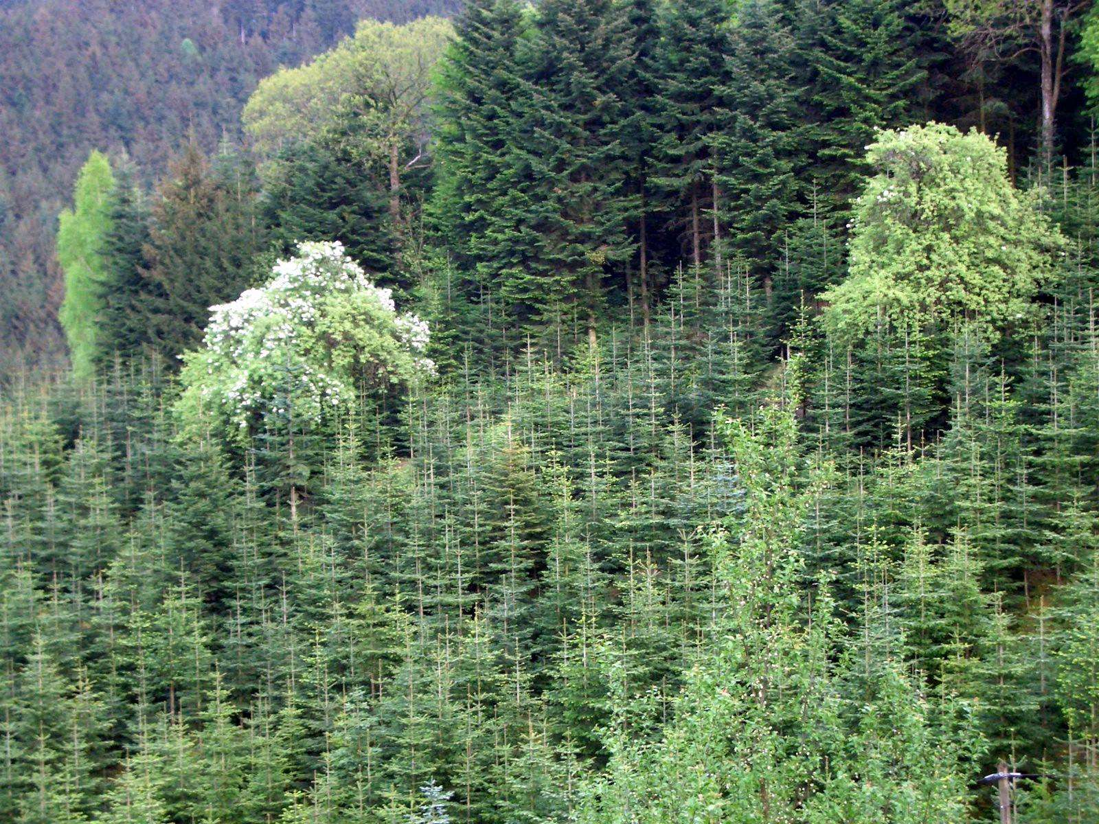 Fonds d'cran Nature Arbres - Forts En fort-noire