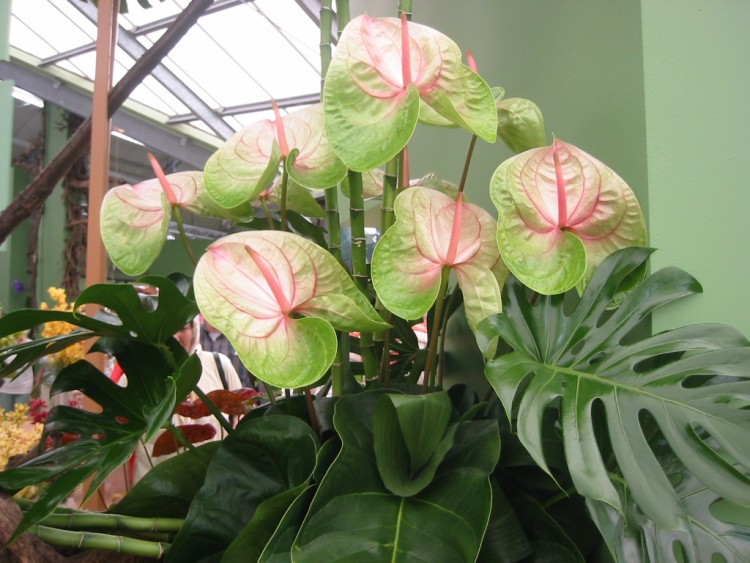 Wallpapers Nature Flowers Anthurium vert