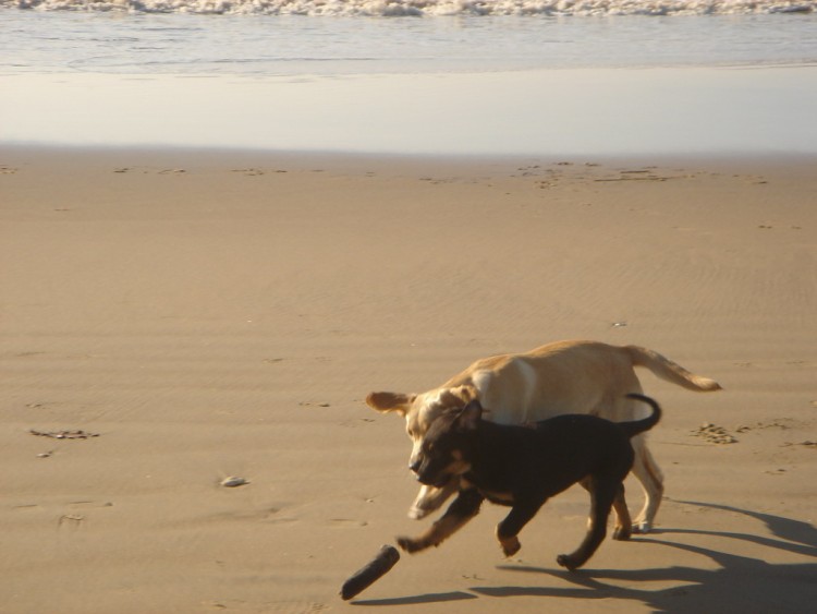 Wallpapers Animals Dogs La plage rien de tel pour jouer