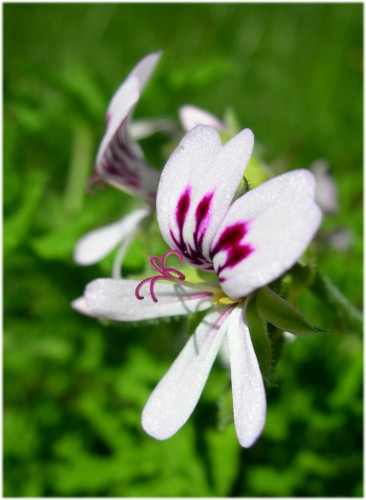 Fonds d'cran Nature Fleurs granium