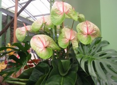 Fonds d'cran Nature Anthurium vert