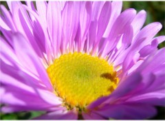 Wallpapers Nature asters