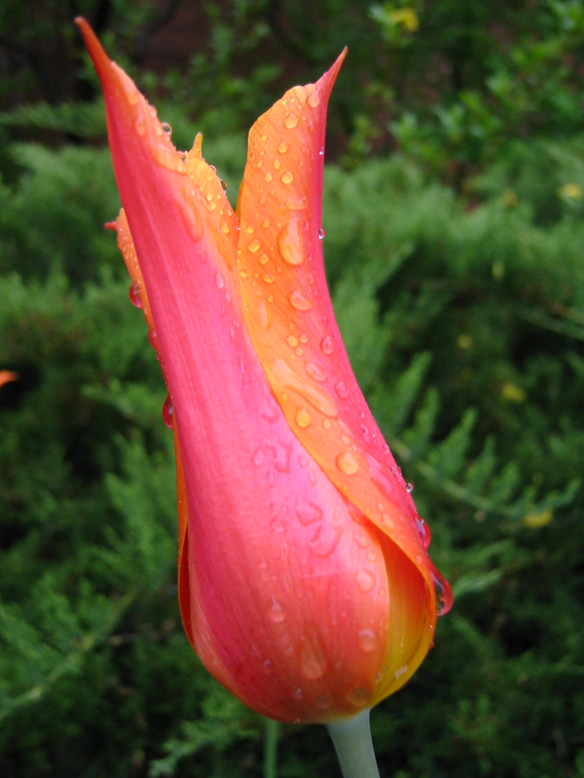 Fonds d'cran Nature Fleurs Tulipe sous la pluie