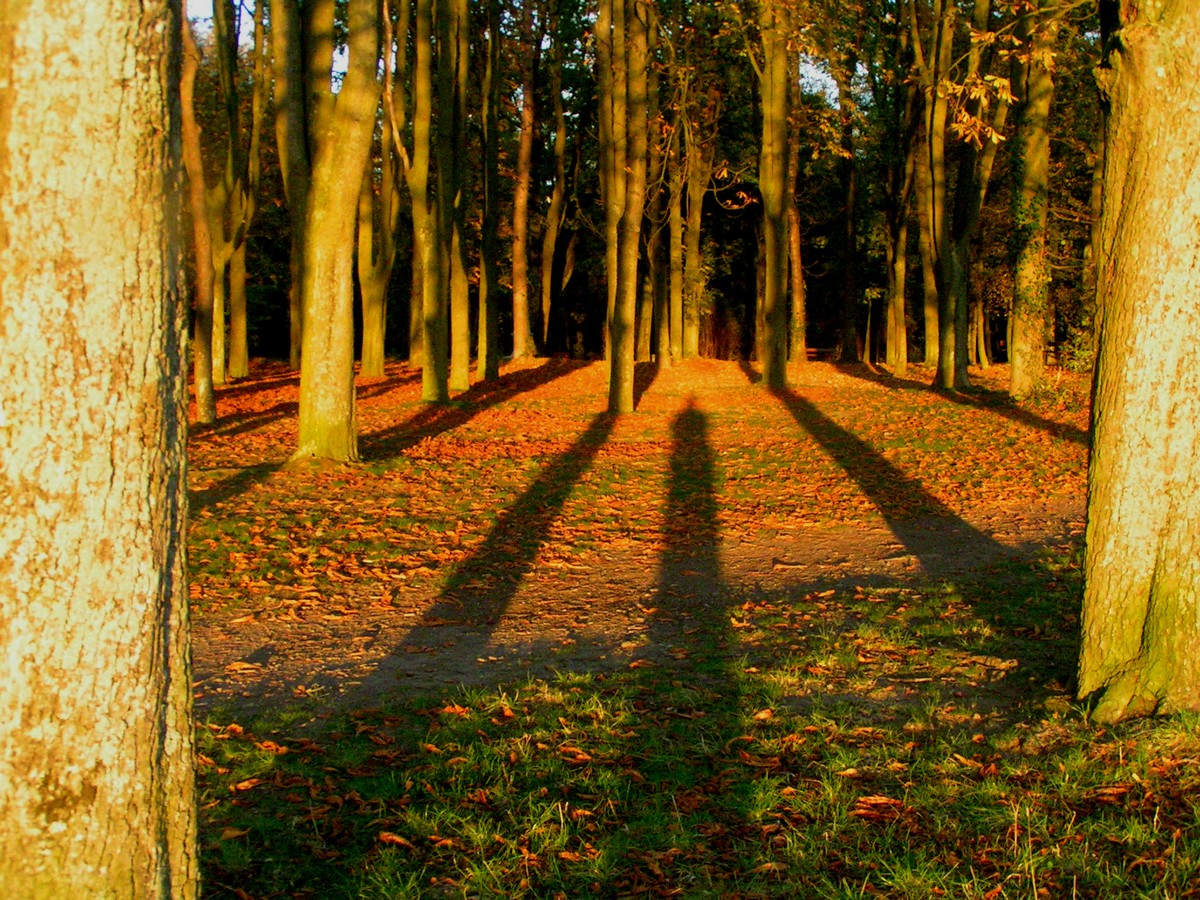 Fonds d'cran Nature Arbres - Forts Autoportrait en ombres gantes