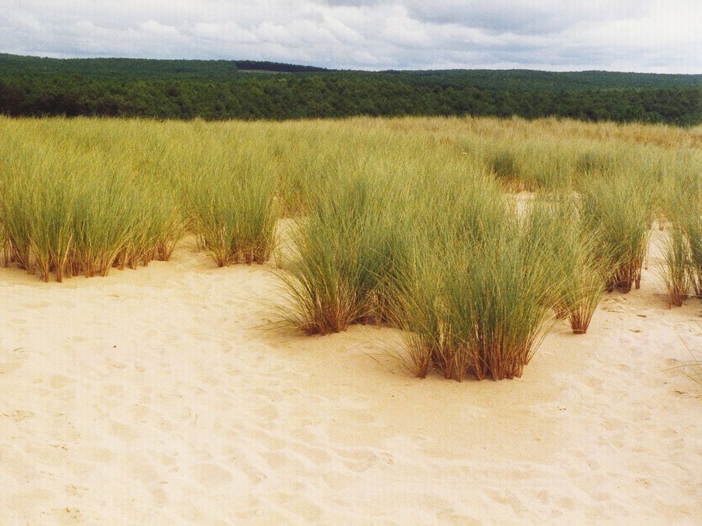 Fonds d'cran Nature Mers - Ocans - Plages La dune