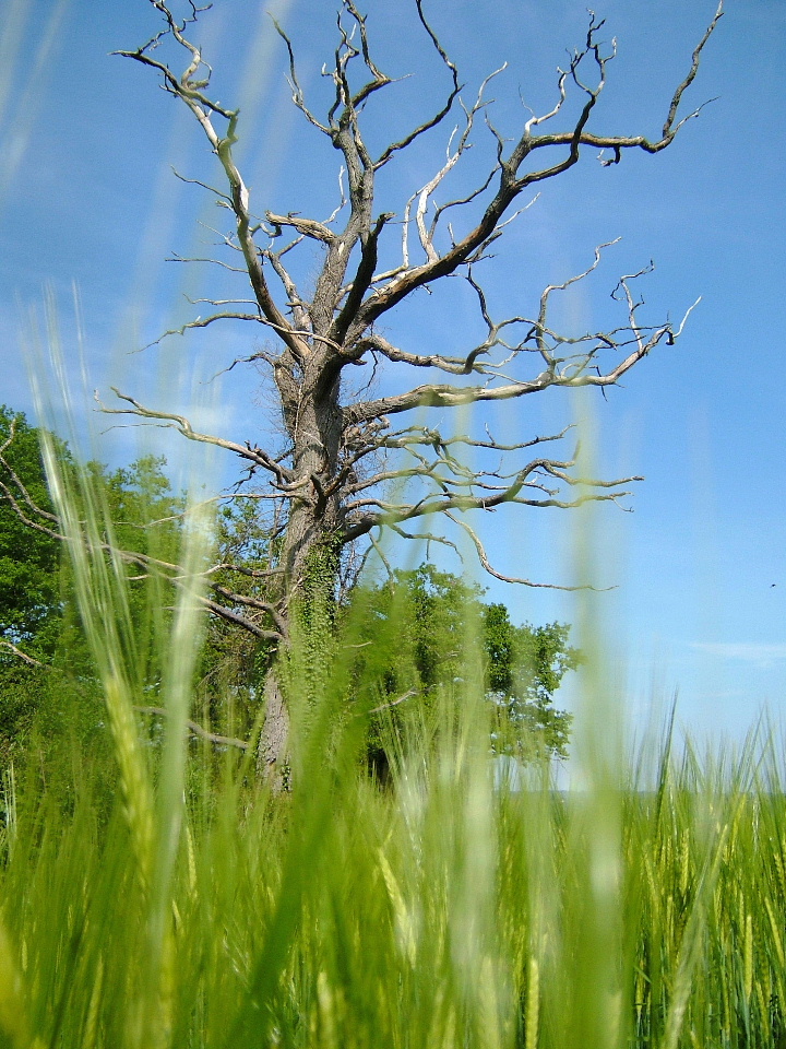 Wallpapers Nature Trees - Forests le sentinnel du temps