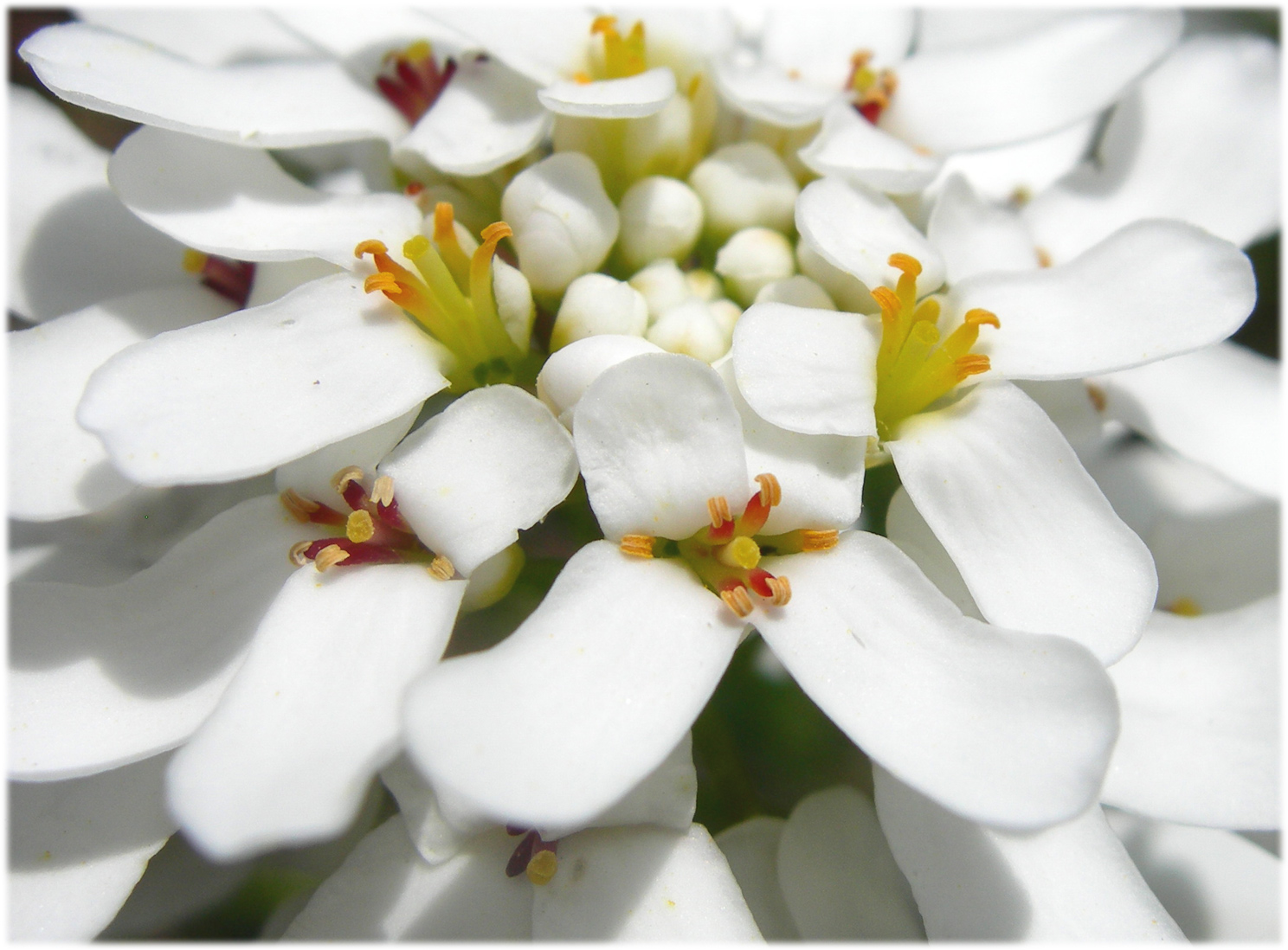 Wallpapers Nature Flowers corbeille d'argent