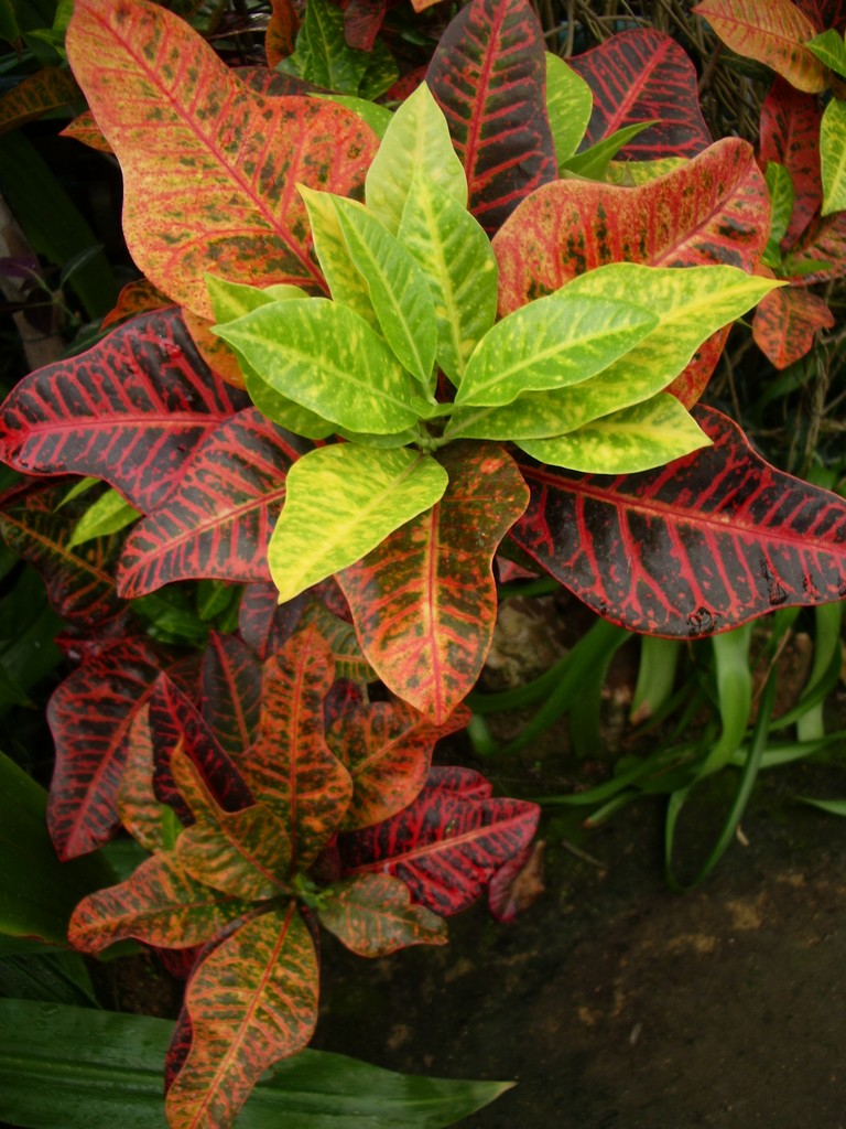 Fonds d'cran Nature Feuilles - Feuillages croton