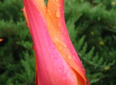 Fonds d'cran Nature Tulipe sous la pluie