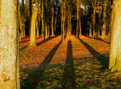 Fonds d'cran Nature Autoportrait en ombres gantes