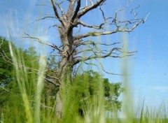 Fonds d'cran Nature le sentinnel du temps