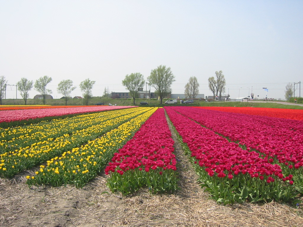 Fonds d'cran Voyages : Europe Pays-Bas champ de tulipes  Lisse (Hollande)