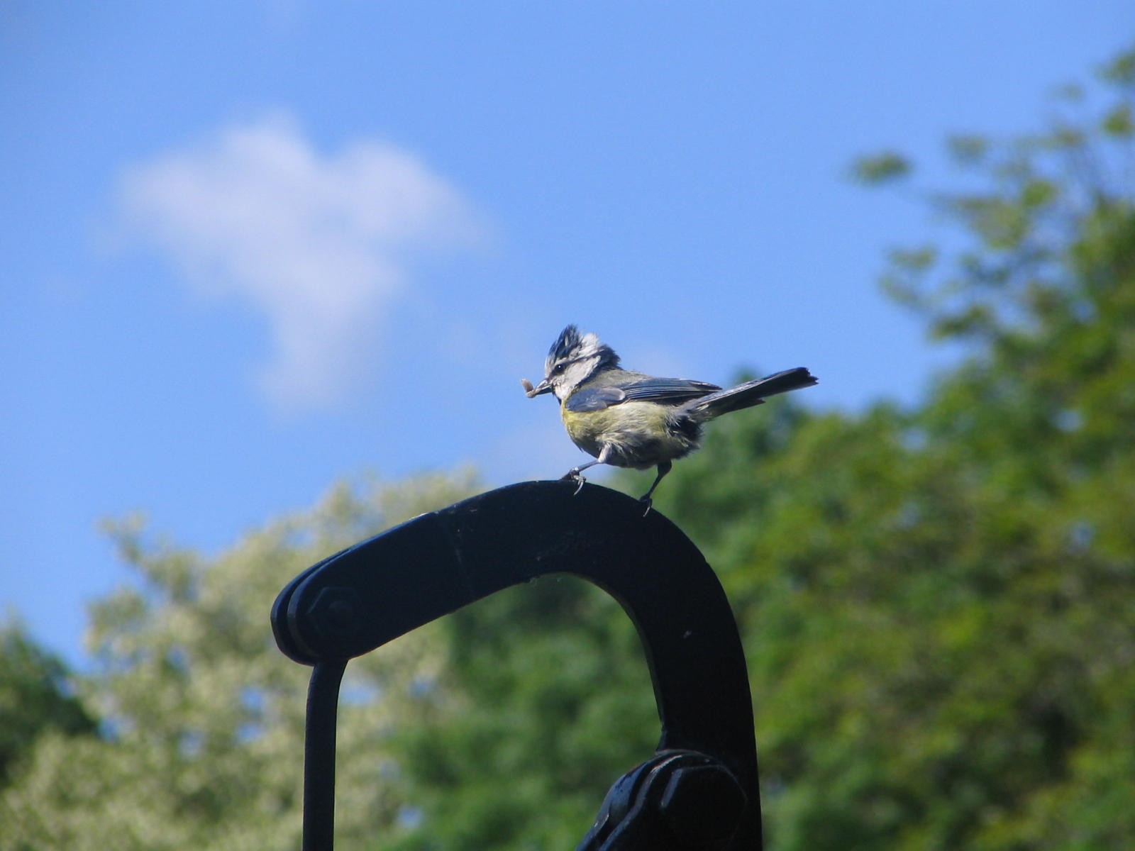 Wallpapers Animals Birds - Chickadees 