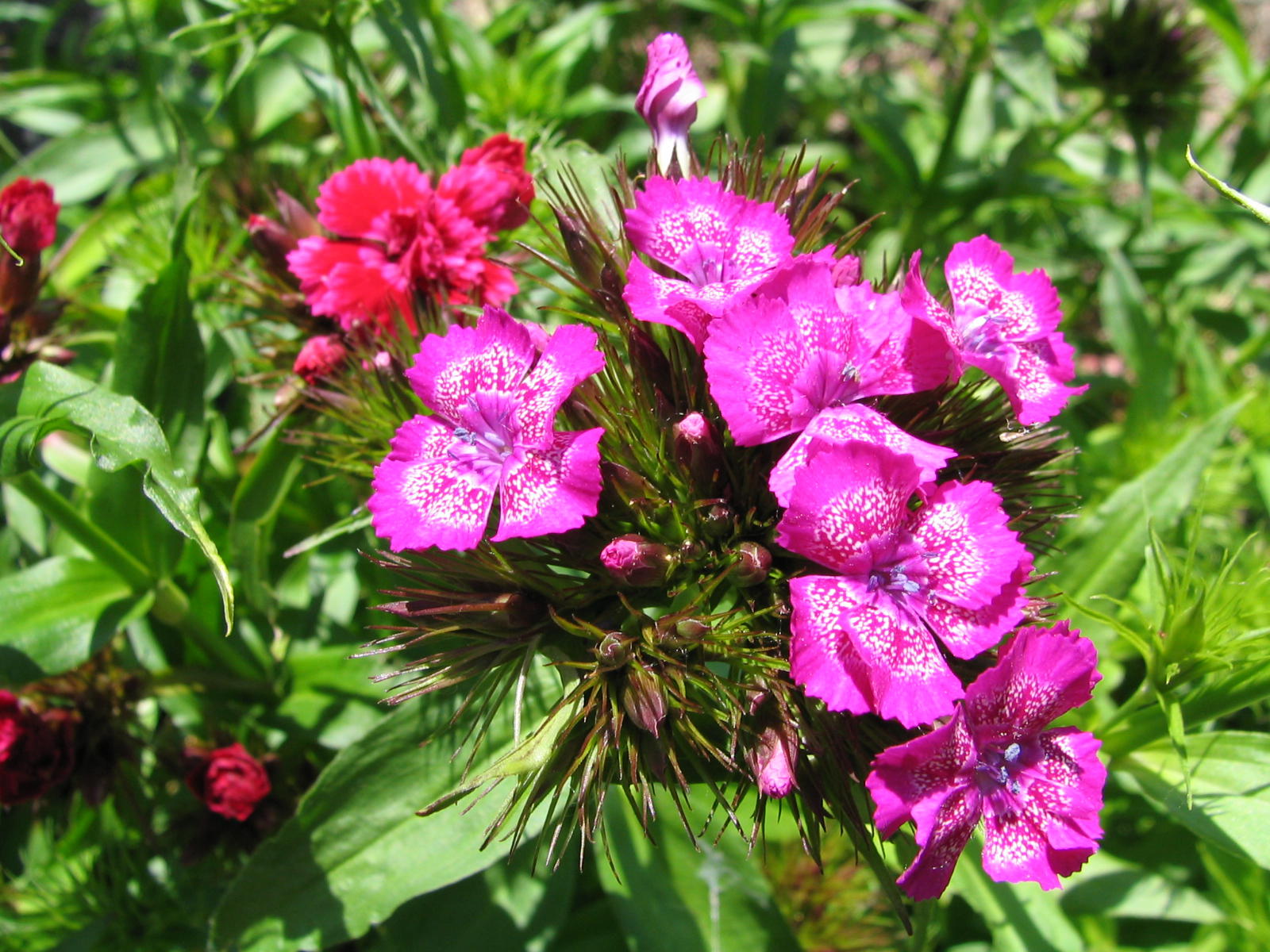 Fonds d'cran Nature Fleurs 