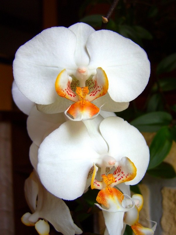 Wallpapers Nature Flowers Orchidee Blanche