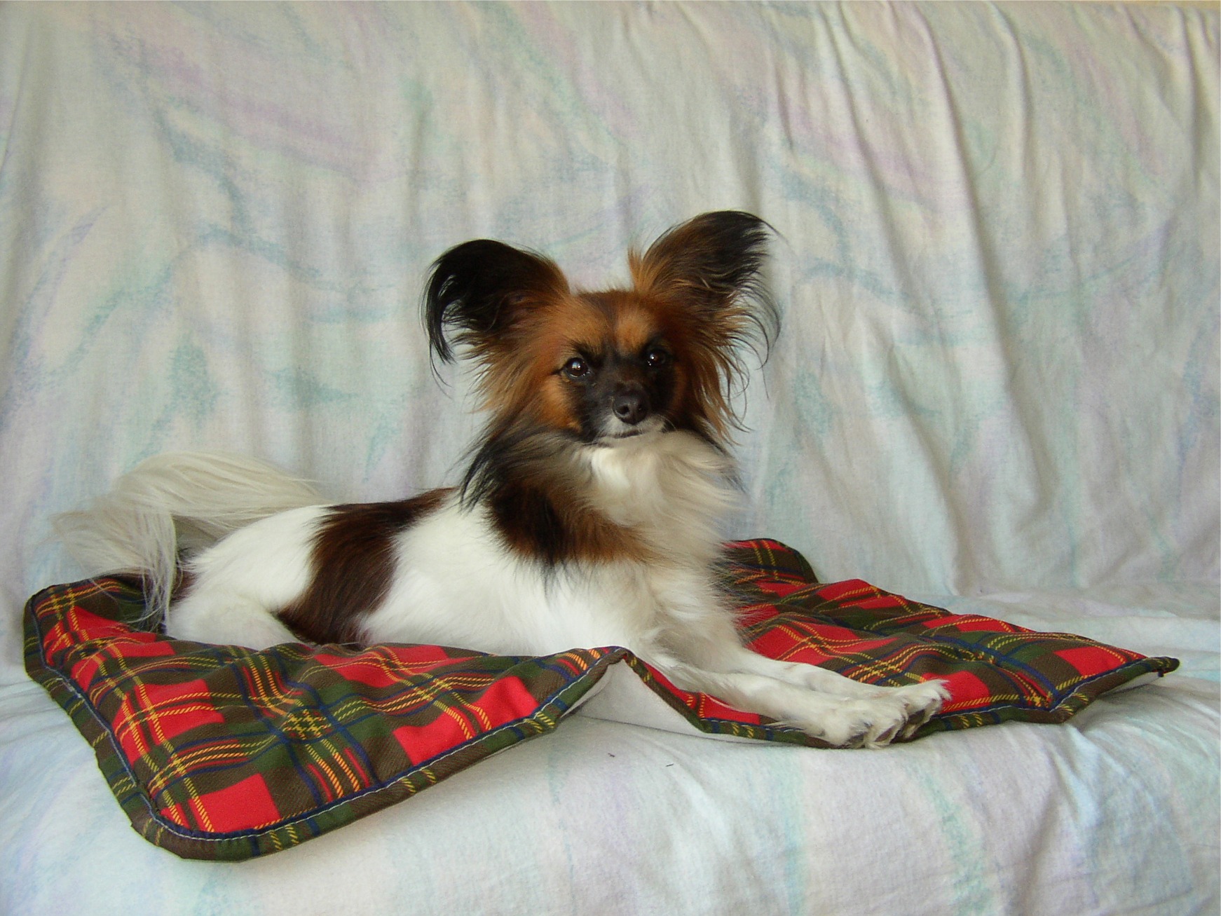 Fonds d'cran Animaux Chiens Mon petit Papillon