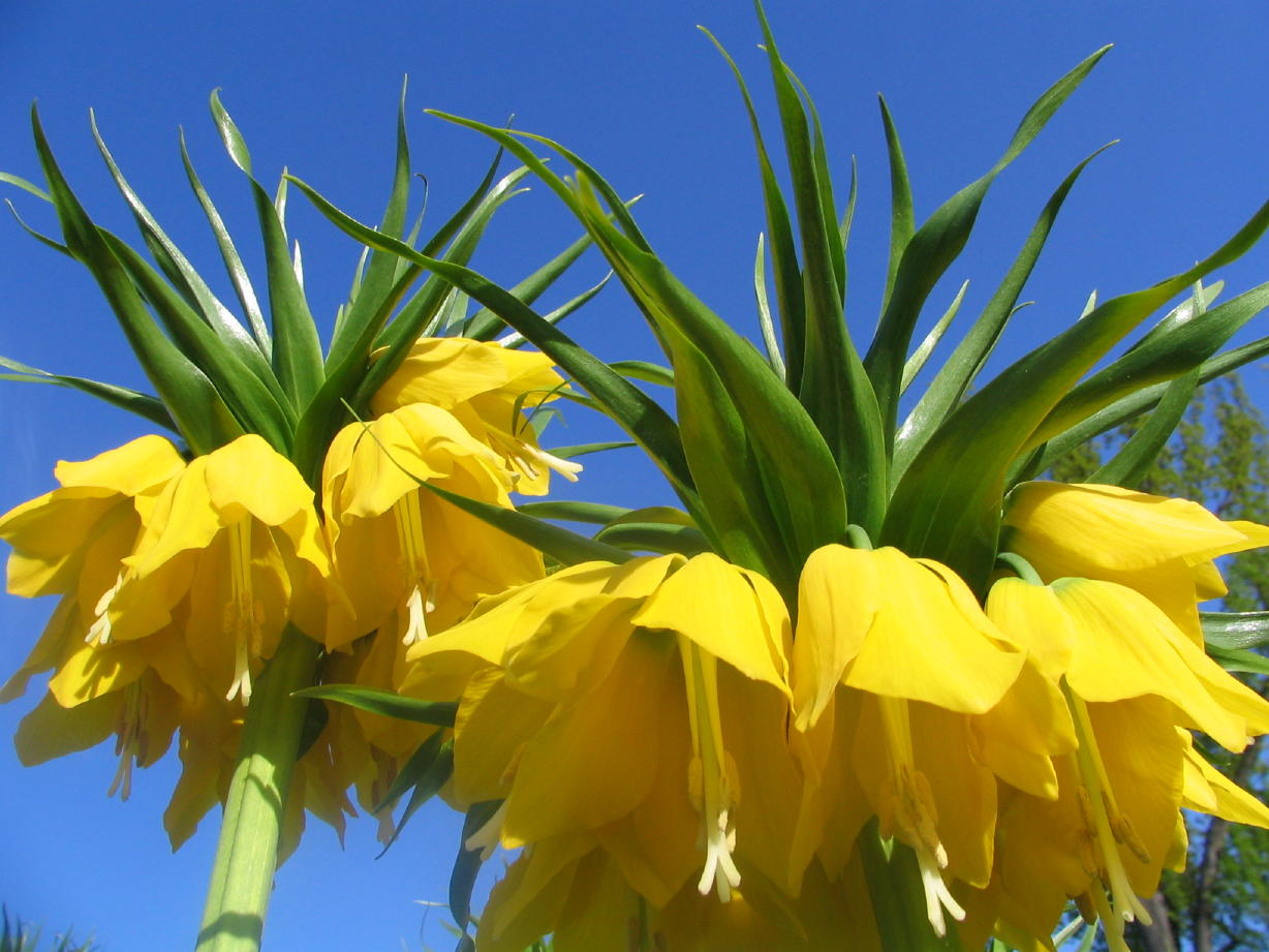 Fonds d'cran Nature Fleurs 