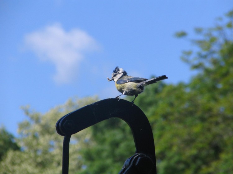 Wallpapers Animals Birds - Chickadees Wallpaper N139692