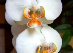 Fonds d'cran Nature Orchidee Blanche