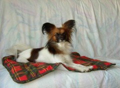 Fonds d'cran Animaux Mon petit Papillon