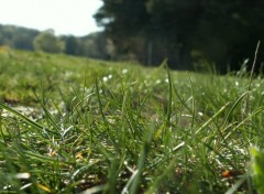 Fonds d'cran Nature Herbes Sauvages