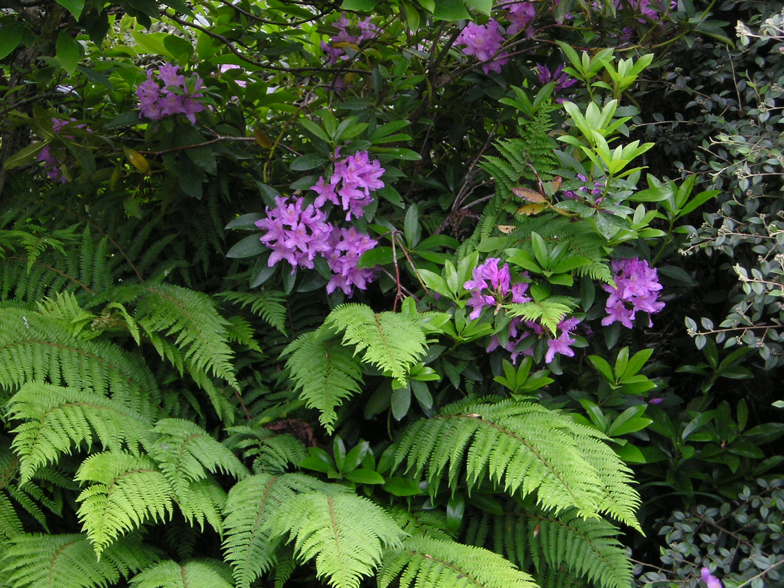 Fonds d'cran Nature Feuilles - Feuillages 