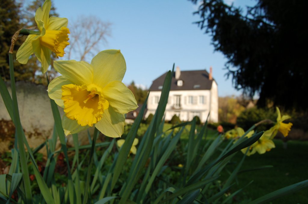 Fonds d'cran Nature Fleurs 