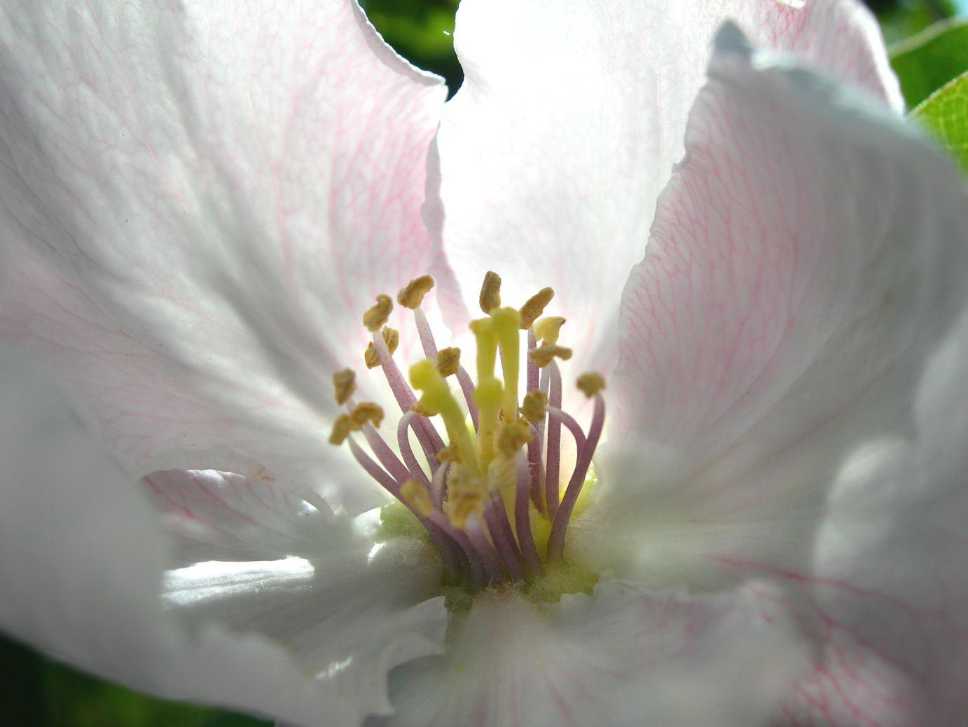 Fonds d'cran Nature Fleurs fleur de cognassier