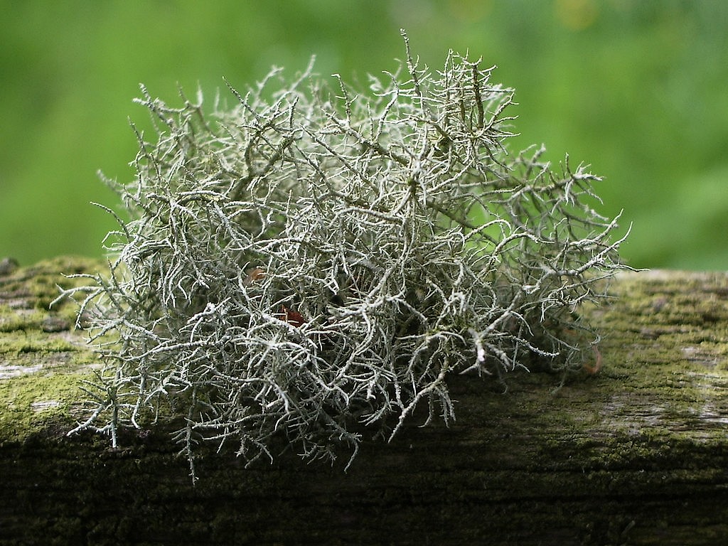 Wallpapers Nature Plants - Shrubs lichen