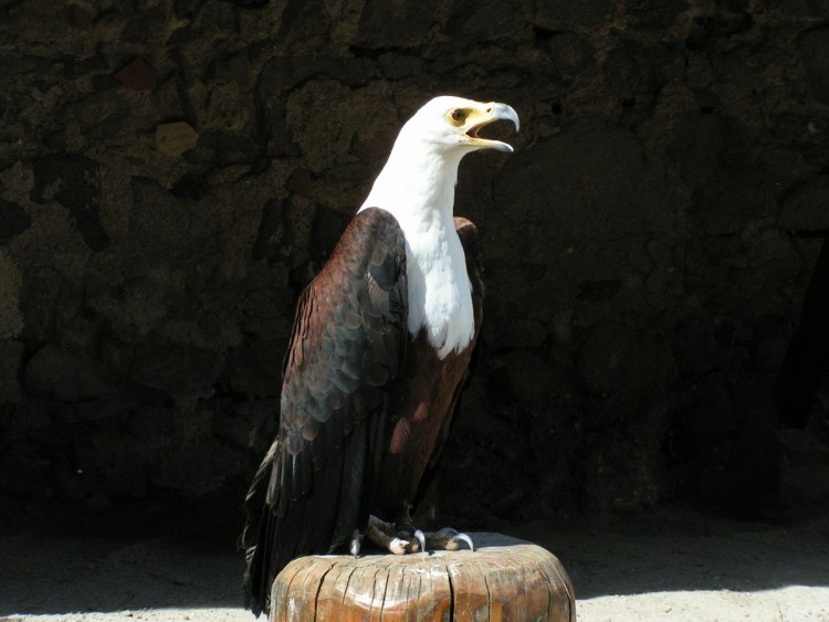 Fonds d'cran Animaux Oiseaux - Aigles Aigle