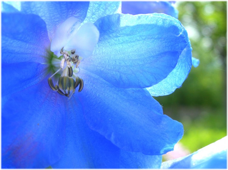 Fonds d'cran Nature Fleurs Campanule