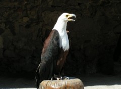 Fonds d'cran Animaux Aigle