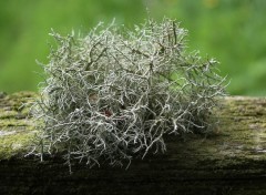 Wallpapers Nature lichen