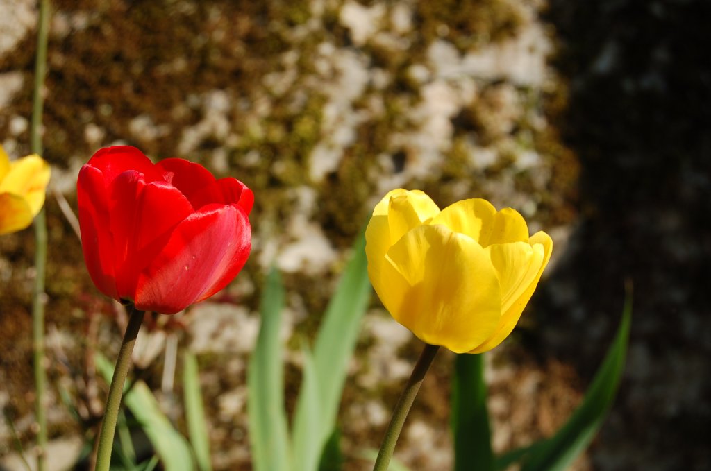 Fonds d'cran Nature Fleurs 