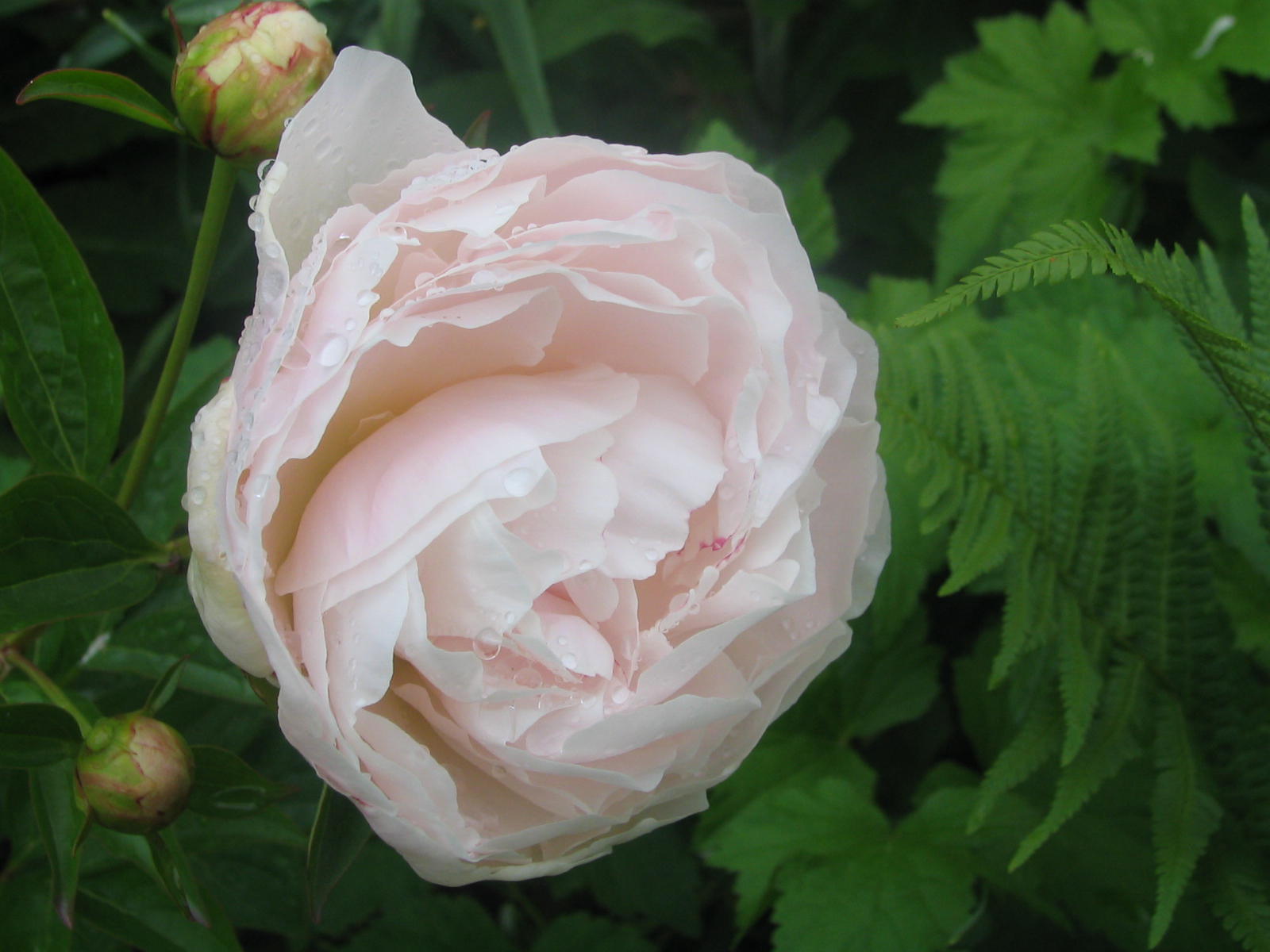 Fonds d'cran Nature Fleurs 