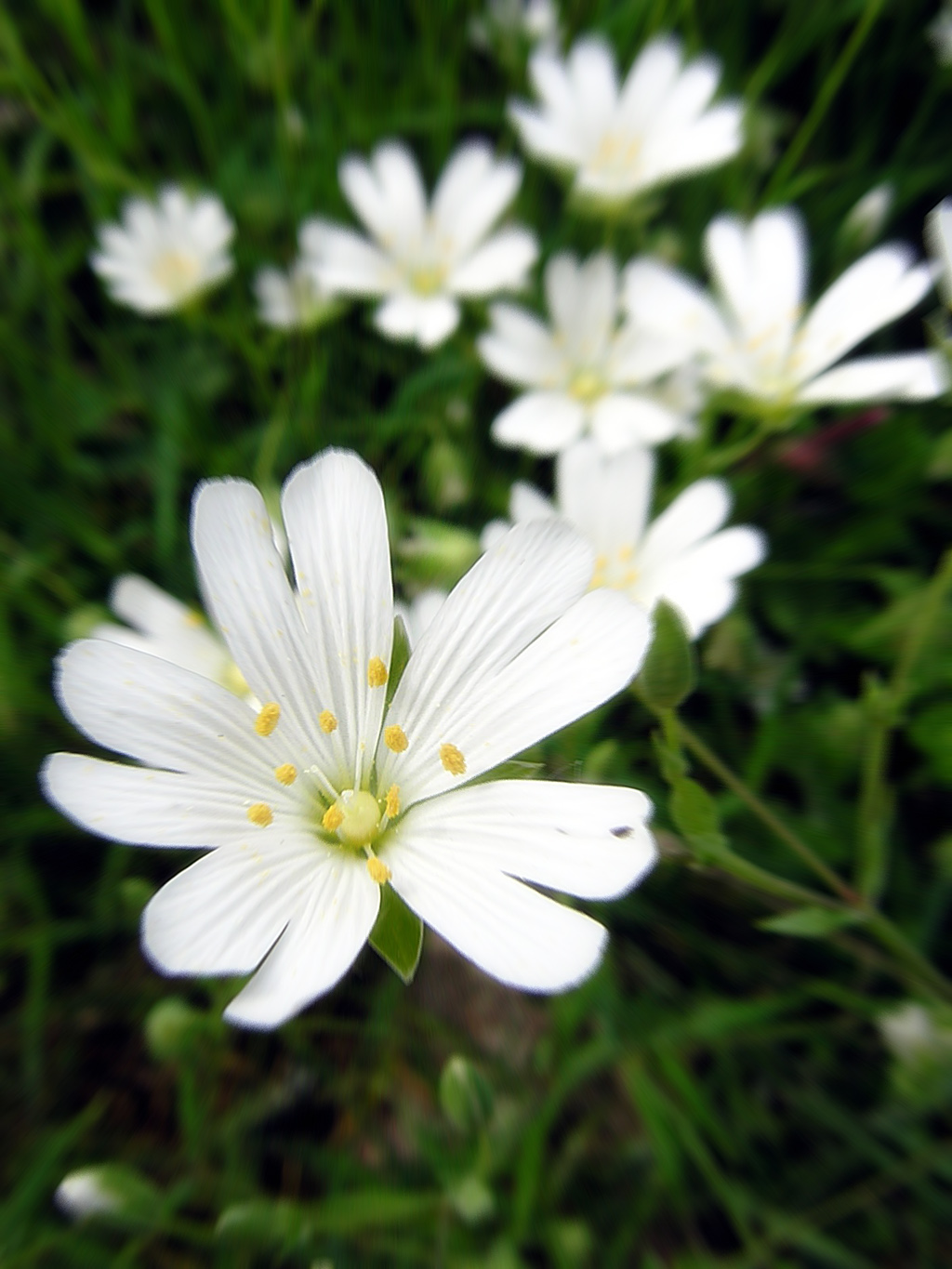 Fonds d'cran Nature Fleurs Fleurs sauvages