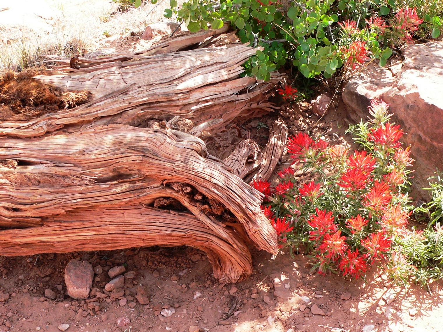 Wallpapers Nature Flowers Fleurs du dsert...