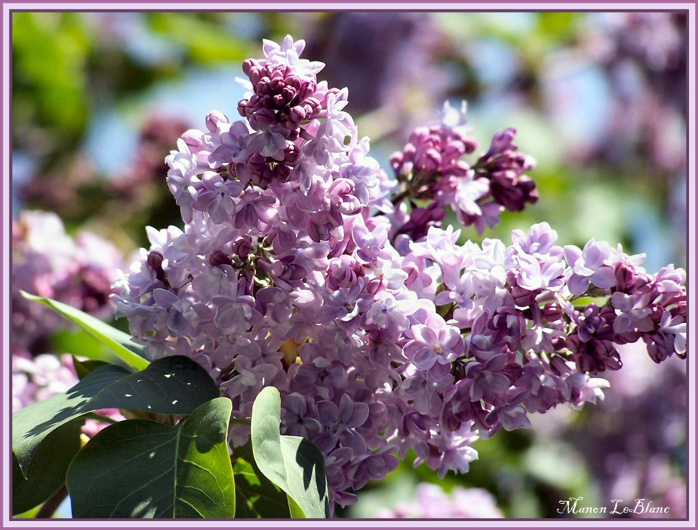 Wallpapers Nature Flowers Lilas