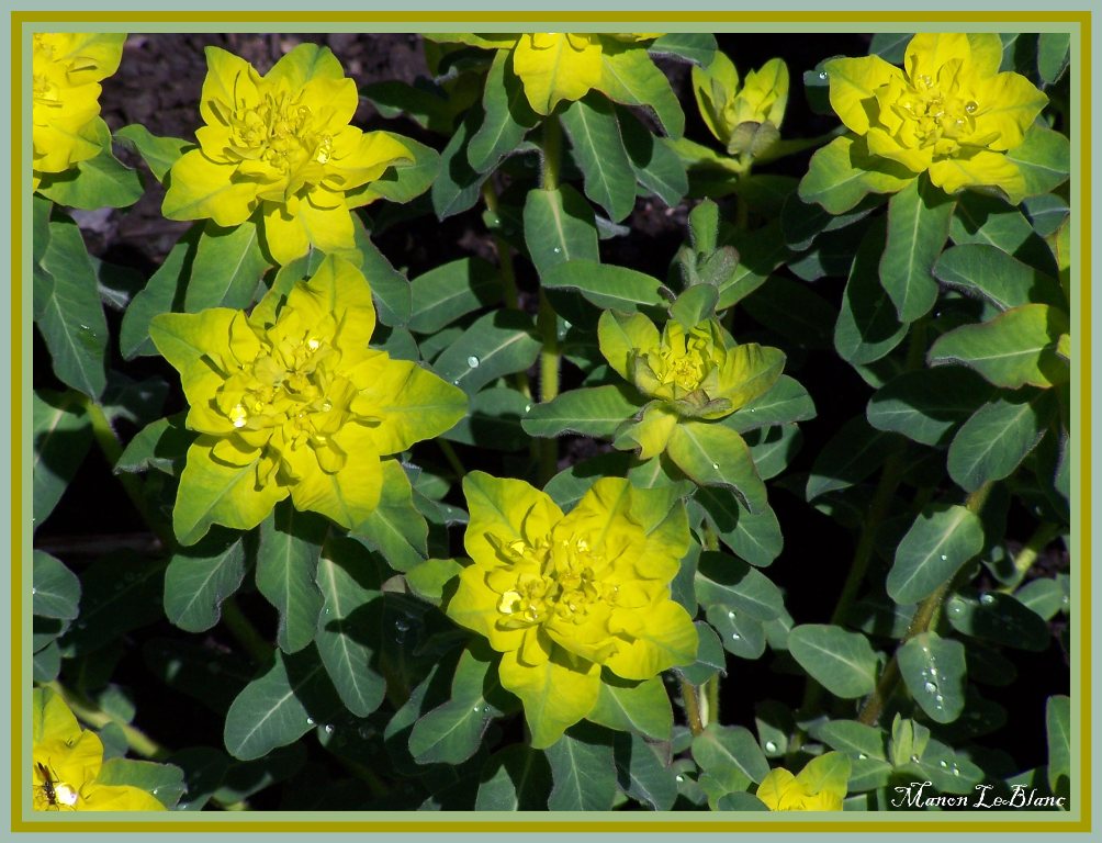 Fonds d'cran Nature Fleurs 