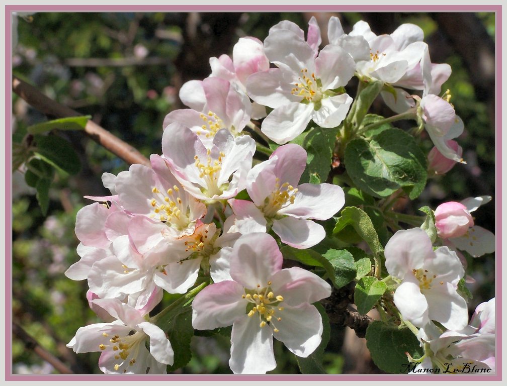 Fonds d'cran Nature Fleurs Fleurs de mon pommier