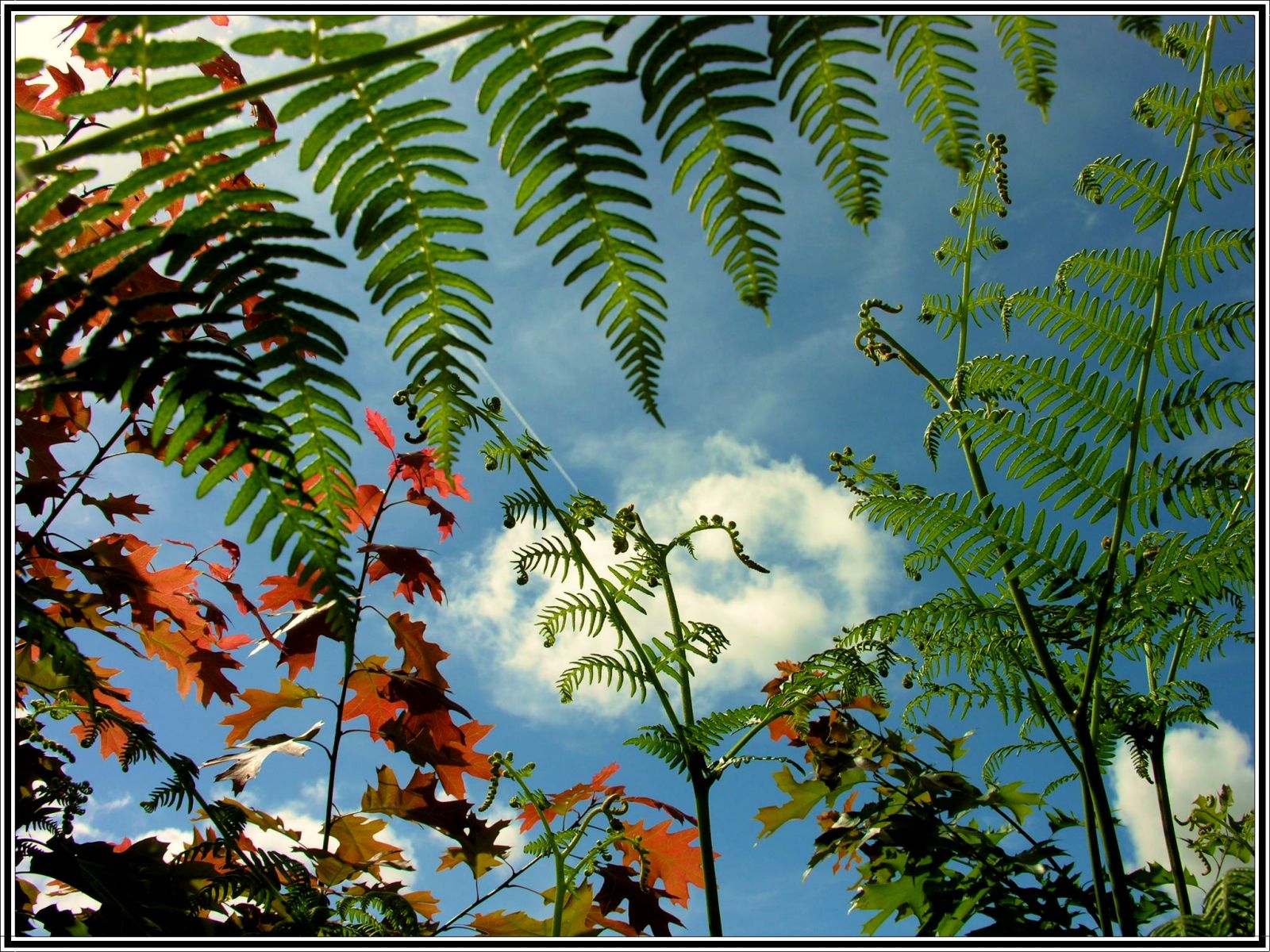 Fonds d'cran Nature Feuilles - Feuillages 