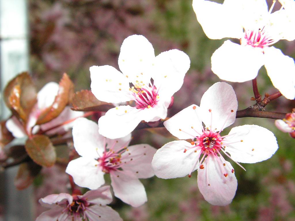 Wallpapers Nature Flowers 