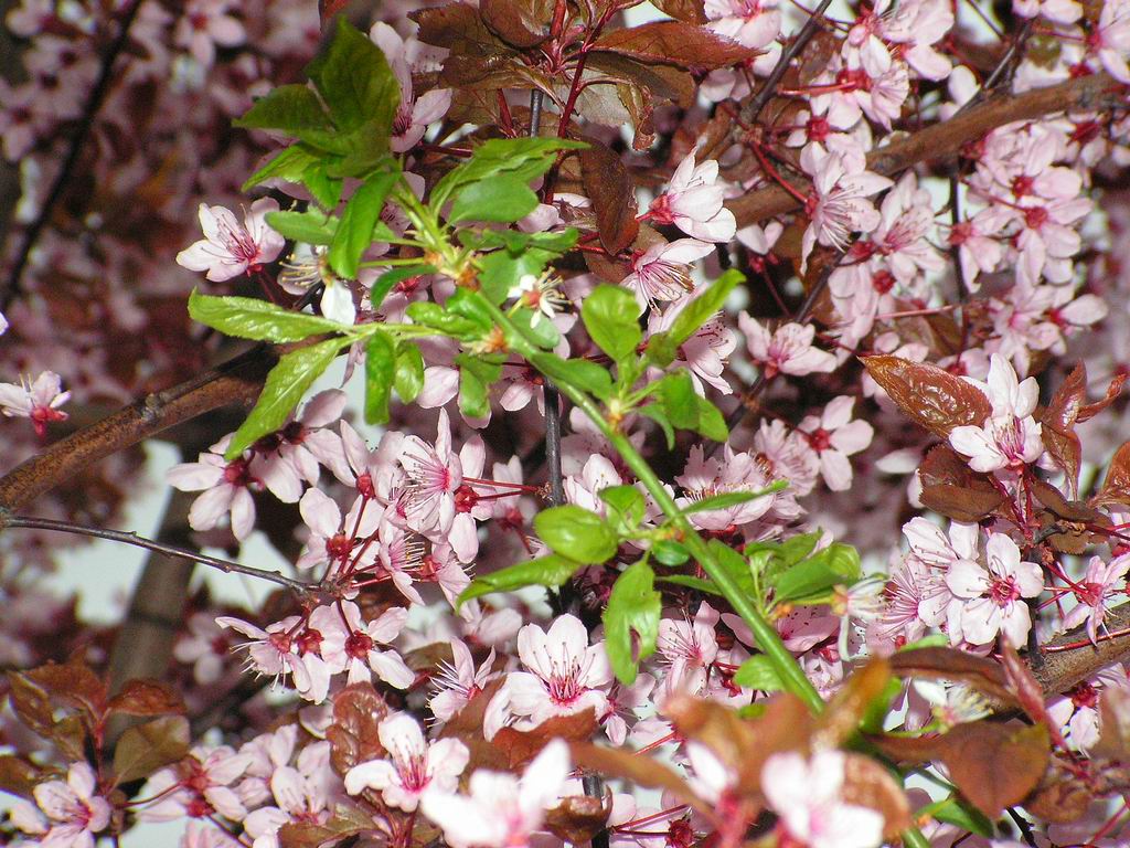 Fonds d'cran Nature Plantes - Arbustes 