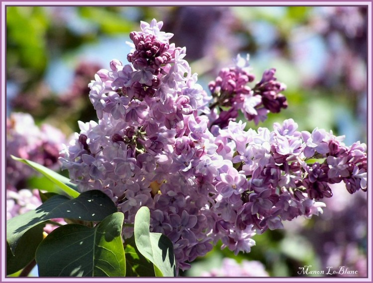 Fonds d'cran Nature Fleurs Lilas