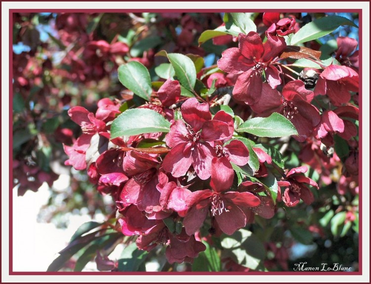 Fonds d'cran Nature Fleurs pommetier en fleurs