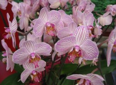 Fonds d'cran Nature Orchide rose